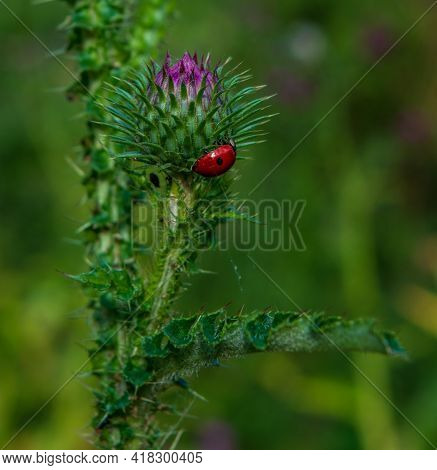 Ladybug Searching For Food On The Flower Of A Wild Thisle