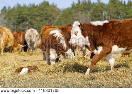 Young Chandler Herefords Cow Portrait. Brown And White Paint Cow. Cute Orange Cow With White Head