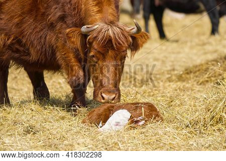 Red Cattle, Lying On Hay At Spring Field. Red Breed Cow For Meat And Milk. Farming, Free Grazing Con