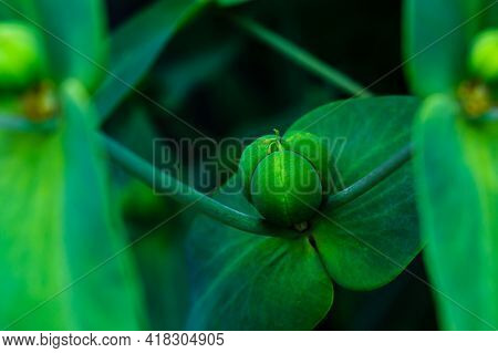 Close Up Of Green Seed Pod Of The Poisoous Caper Spurge