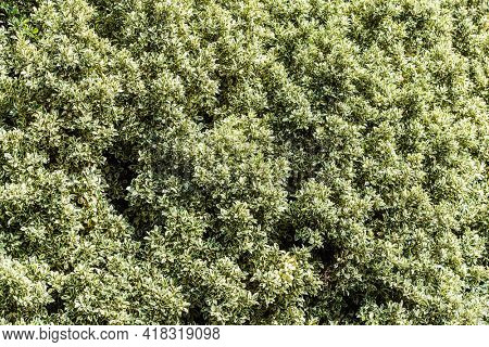 Big ficus shrubs. Nature background.