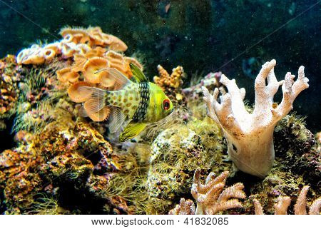 Hidden in the coral