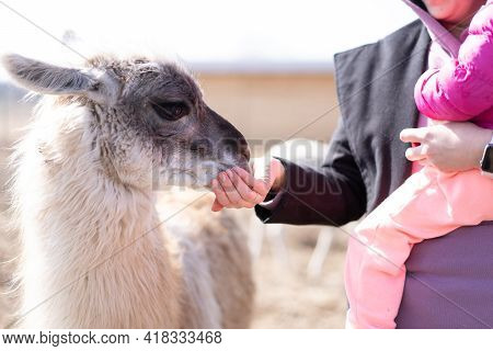 Mother And Daughter Feed Cute Animal Alpaka Lama On Farm Outdoors With Funny Teeth