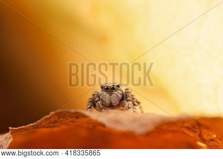 Jumping Spider On The Orange Autumn Leaf