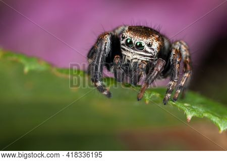 Jumping Spider On The Leaf Edge Ready To Jump Down In A Purple Background
