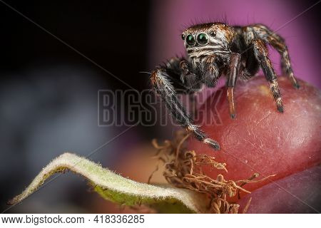 Jumping Spider On The Big Red Blackberry