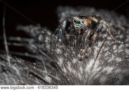 Jumping Spider On The Grey Variegated Feathers With Water Drops