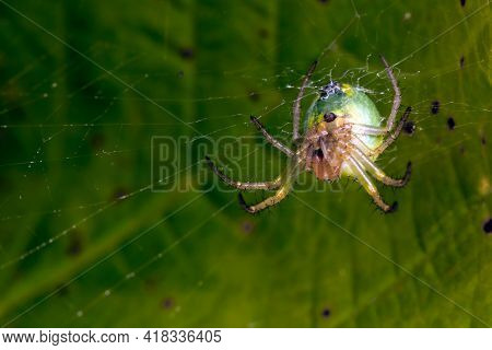 Araniella Cucurbitina Spider And His Cobweb, Bottom View