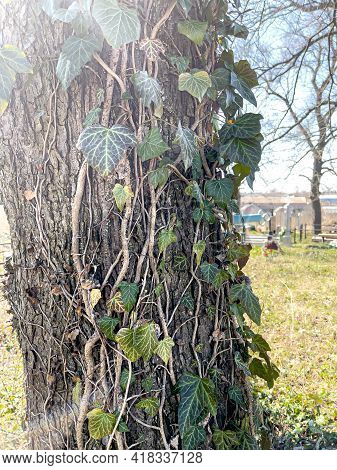 Close Up Of Climbing Ivy On An Old Tree In The Park.