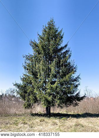 Fluffy Live Tree In An Open Area Against The Background Of The Sky.