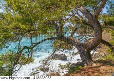 Natural landscape of spurce and sea on the edge at day.
