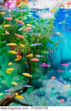 Danio Small, Fast Fish With Unusual Colors.