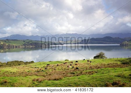 Prato di Hokianga Harbour