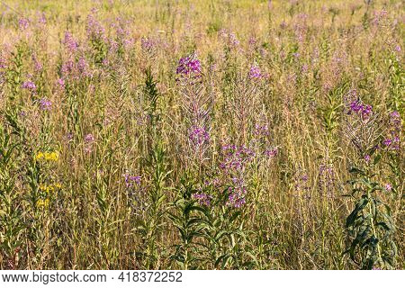 Beautiful View Of Green And Yellow Fields With Blooming Sally Flowers Is In Summer Sunny Day
