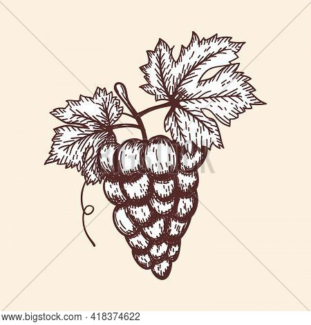 Icon Of Grape. Hand Drawn Sketch. Retro Vintage Design. Vector Illustration.