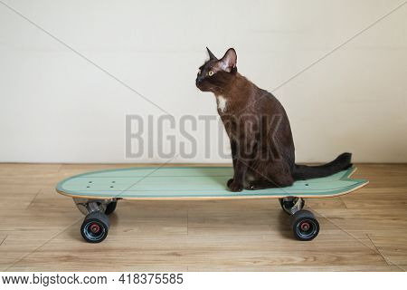 Brown Kitty Cat On Surf Skateboard Funny Expression With Sport Exercise Concept Healthy Lifestyle
