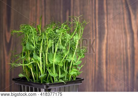 Micro-green Plant Sprouts On A Wooden Background. Micro-green Peas. Assortment Of Micro-greenery. Ve