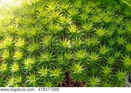 Japanese Green Moss Polytrichum Juniperinum In Subtropical Forest - Close Up
