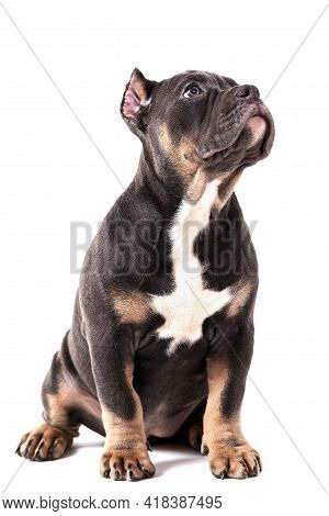 A Puppy Of The American Bully Breed Of The Tricolor Color. A Newly Created Companion Dog Breed In Th