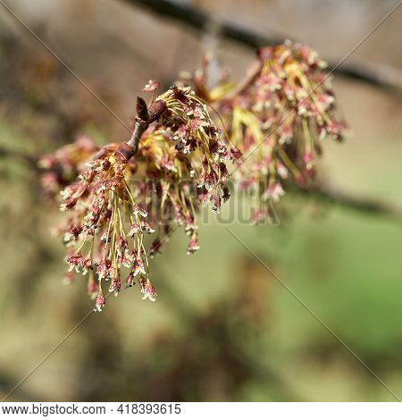 Flower Of A Fluttering Elm (ulmus Laevis) In Spring On The Banks Of The Elbe Near Magdeburg