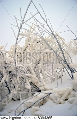 Covered With A Large Layer Of Ice Tree Branches