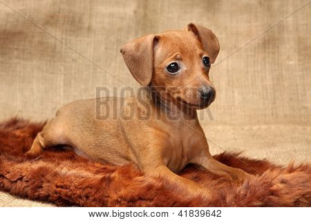 Lille Pinscher hvalp