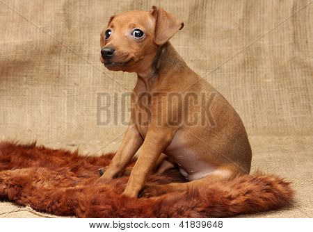 Lille Pinscher hvalp