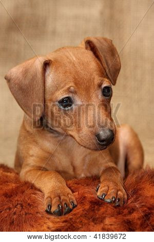 Lille Pinscher hvalp
