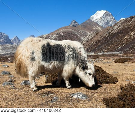 White And Grey Yak In Latin Bos Grunniens Or Bos Mutus, Nepal Himalayas Mountains Animal