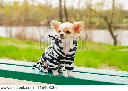 A White With Red Spots Chihuahua Puppy Sits On A Bench In The Park In Spring. Dog In Clothes.