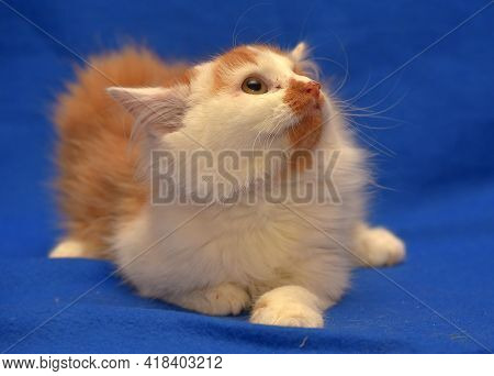 Small Red And White Kitten One-eyed Disabled