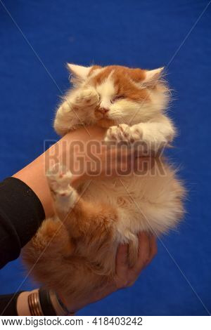 Small Red And White Kitten One-eyed Disabled
