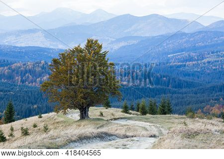 One Tree At The Top Of The Mountain. A Lonely Autumn Tree With Yeallow Leaves In Carpathian Mountain