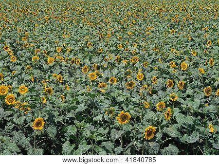 Landscape Image - Seasons Nature