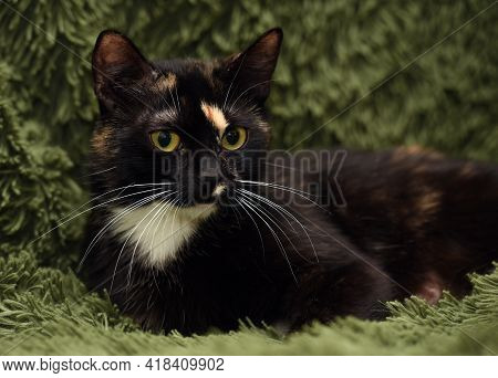 Black With Red And White Cat On A Green Background