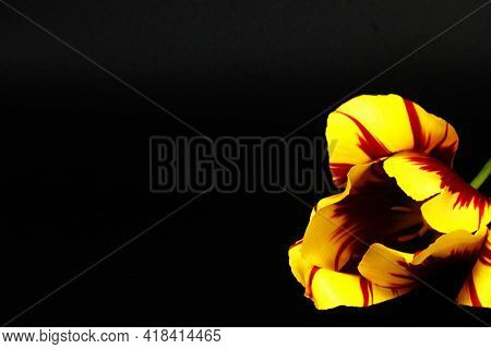 Yellow And Red Tulip On Black Background Placed On One Side Of The Lower Corner, Tulipa Gesneriana