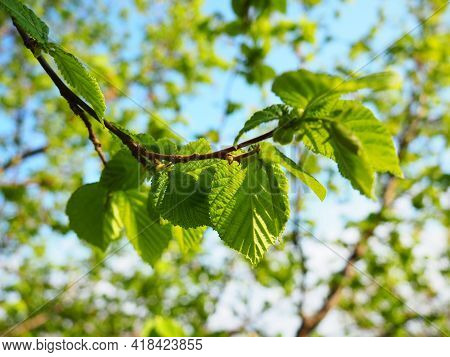 Branch Of Hazel. Spring Growth Of New Buds And Leaves. Hazel Tree. Young Greens In The Garden