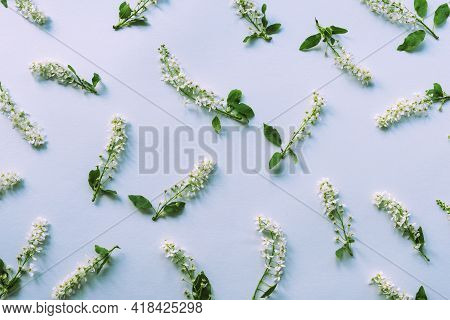 Pattern Made Of Byttneria White Fragrant Flowers, Buddleja Paniculata On Light Blue Background