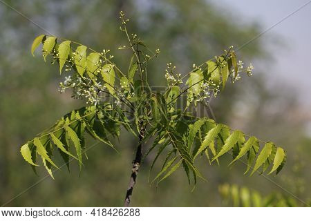 Azadirachta Indica, Commonly Known As Neem, Nimtree Or Indian Lilac In Flowering Season