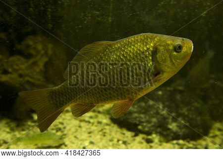 The Crucian Carp (carassius Carassius) In Aquarium.