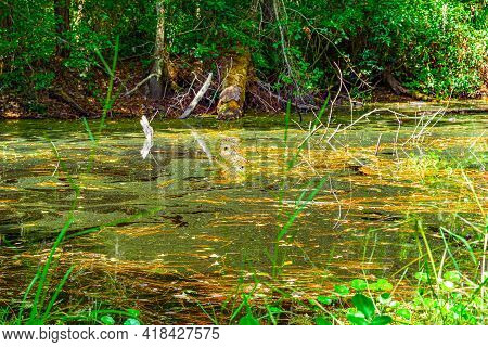 Forest Swamp Land In Okefenokee Swamp Park, Southern Georgia.