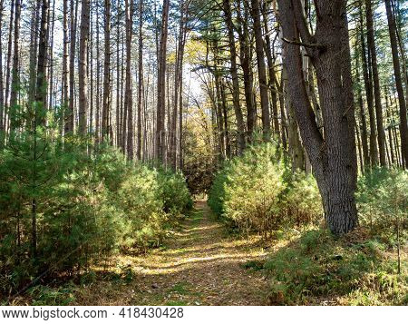 Cook Forest State Park In The Fall Near Clarion Pennsylvania With The Baby Pine Trees And Fallen Lea