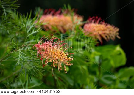 Beautiful Blooming Grevillea Banksii Or Kahiliflower Horizontal