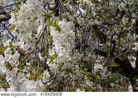 Tree Blossoms The Very Nice White Spring Flower Close Up