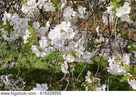 Tree Blossoms The Very Nice White Spring Flower Close Up