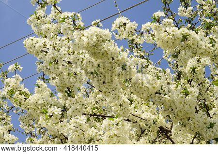 Tree Blossoms The Very Nice Spring White Flower Close Up