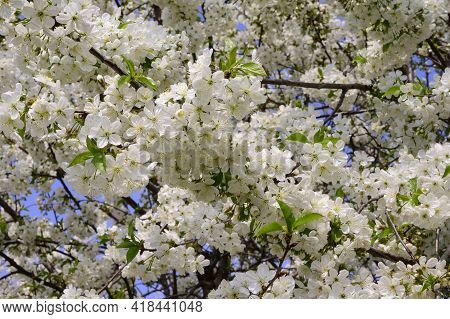 Tree Blossoms The Very Nice White Spring Flowers Close Up