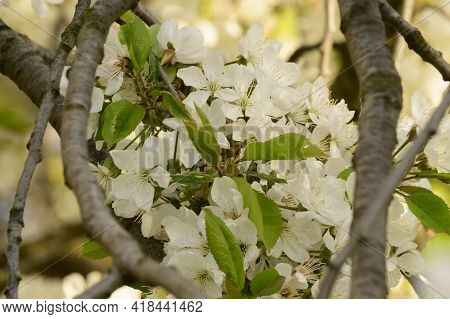 Tree Blossoms The Very Nice White Spring Flower Close Up