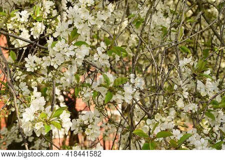 Tree Blossoms The Very Nice White Spring Flower Close Up