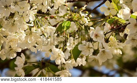 Tree Blkossoms The Nice White Spring Flower Close Up